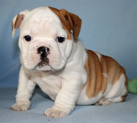 english bull dog puppies.